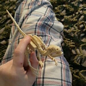 Plastic Velociraptor Skeleton